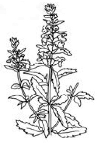 Иллюстрация к книге — Полный справочник пчеловода [i_071.jpg]