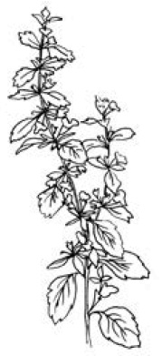 Иллюстрация к книге — Полный справочник пчеловода [i_072.jpg]