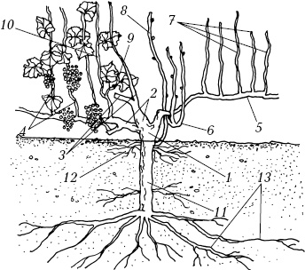 Иллюстрация к книге — Ваш домашний виноградник [_02.jpg]