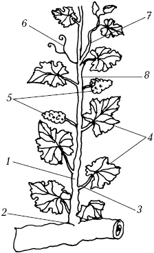Иллюстрация к книге — Ваш домашний виноградник [_03.jpg]