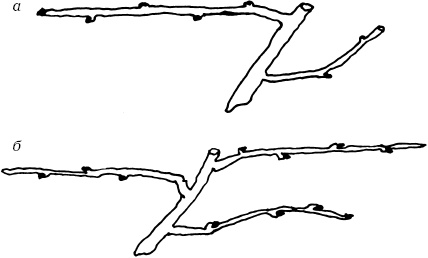 Иллюстрация к книге — Ваш домашний виноградник [_05.jpg]