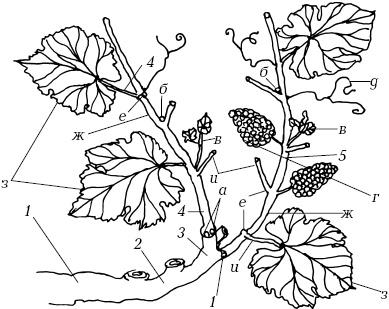 Иллюстрация к книге — Ваш домашний виноградник [_06.jpg]