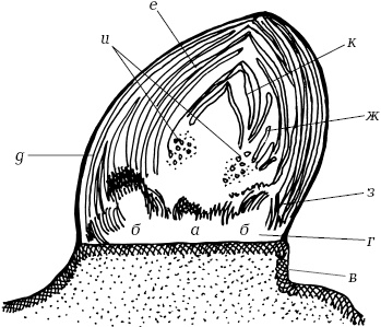 Иллюстрация к книге — Ваш домашний виноградник [_07.jpg]