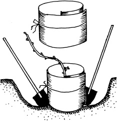 Иллюстрация к книге — Ваш домашний виноградник [_15.jpg]