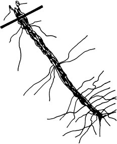 Иллюстрация к книге — Ваш домашний виноградник [_18.jpg]