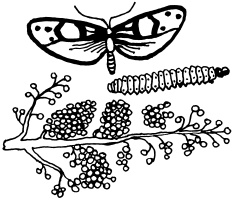 Иллюстрация к книге — Ваш домашний виноградник [_21.jpg]