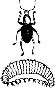 Иллюстрация к книге — Ваш домашний виноградник [_22.jpg]