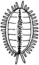 Иллюстрация к книге — Ваш домашний виноградник [_23.jpg]