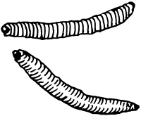 Иллюстрация к книге — Ваш домашний виноградник [_25.jpg]