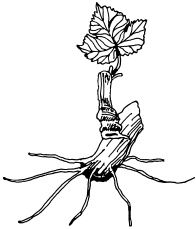 Иллюстрация к книге — Ваш домашний виноградник [_30.jpg]