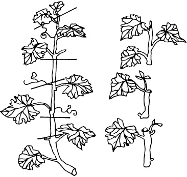 Иллюстрация к книге — Ваш домашний виноградник [_31.jpg]