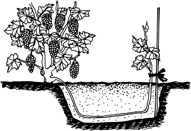 Иллюстрация к книге — Ваш домашний виноградник [_32.jpg]