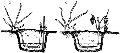 Иллюстрация к книге — Ваш домашний виноградник [_33.jpg]