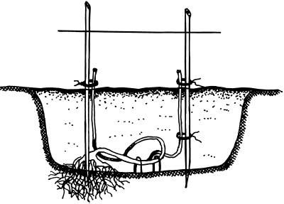 Иллюстрация к книге — Ваш домашний виноградник [_34.jpg]
