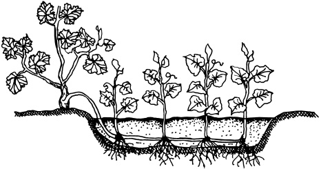 Иллюстрация к книге — Ваш домашний виноградник [_35.jpg]