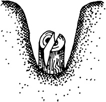 Иллюстрация к книге — Ваш домашний виноградник [_36.jpg]