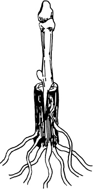 Иллюстрация к книге — Ваш домашний виноградник [_42.jpg]