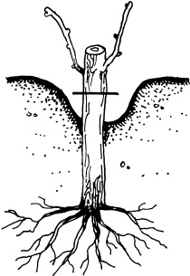 Иллюстрация к книге — Ваш домашний виноградник [_46.jpg]