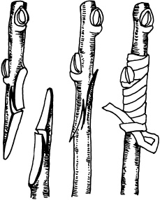 Иллюстрация к книге — Ваш домашний виноградник [_50.jpg]