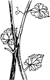 Иллюстрация к книге — Ваш домашний виноградник [_53.jpg]