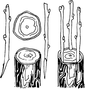 Иллюстрация к книге — Ваш домашний виноградник [_54.jpg]