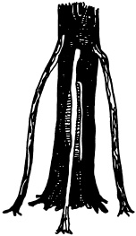 Иллюстрация к книге — Ваш домашний виноградник [_62.jpg]