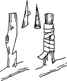 Иллюстрация к книге — Ваш домашний виноградник [_66.jpg]