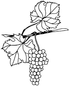 Иллюстрация к книге — Ваш домашний виноградник [_71.jpg]