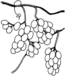 Иллюстрация к книге — Ваш домашний виноградник [_73.jpg]