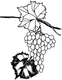 Иллюстрация к книге — Ваш домашний виноградник [_77.jpg]