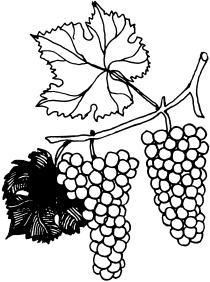 Иллюстрация к книге — Ваш домашний виноградник [_79.jpg]