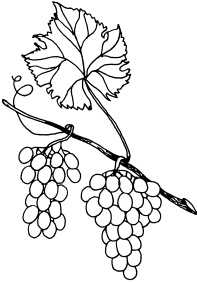 Иллюстрация к книге — Ваш домашний виноградник [_81.jpg]