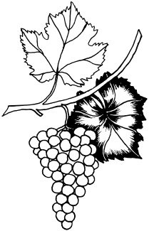 Иллюстрация к книге — Ваш домашний виноградник [_83.jpg]