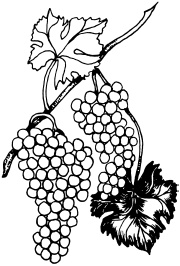 Иллюстрация к книге — Ваш домашний виноградник [_85.jpg]