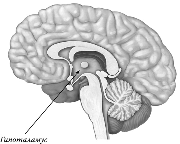 Иллюстрация к книге — [Не]правда о нашем теле. Заблуждения, в которые мы верим [i_001.jpg]