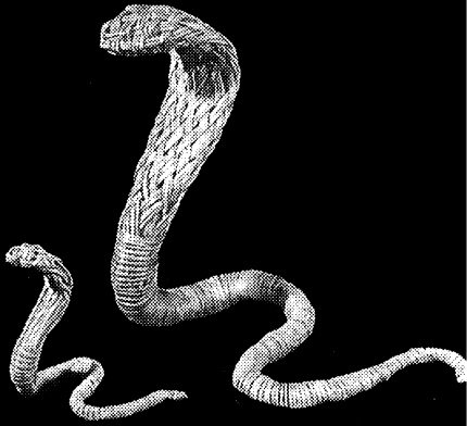 Иллюстрация к книге — Изделия из лозы [i_086.jpg]