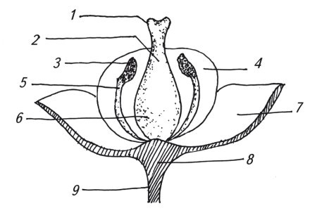 Иллюстрация к книге — Оригинальные изделия из кожи своими руками. Секреты изготовления [i_067.jpg]