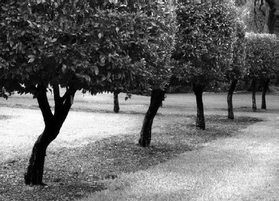 Иллюстрация к книге — Благоустройство территории вокруг коттеджа [i_016.jpg]