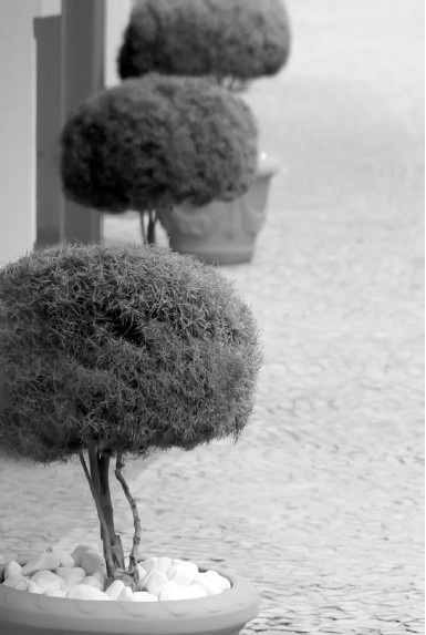 Иллюстрация к книге — Благоустройство территории вокруг коттеджа [i_093.jpg]