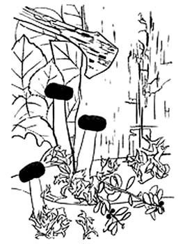 Иллюстрация к книге — Декоративные изделия из природного материала [autogen_ebook_id15.jpg]