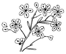 Иллюстрация к книге — Декоративные изделия из природного материала [autogen_ebook_id16.jpg]