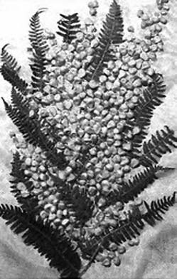 Иллюстрация к книге — Декоративные изделия из природного материала [autogen_ebook_id18.jpg]