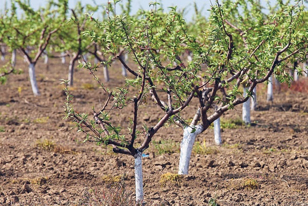 Иллюстрация к книге — Яблони и груши. Секреты урожая от Октябрины Ганичкиной [_20.jpg]
