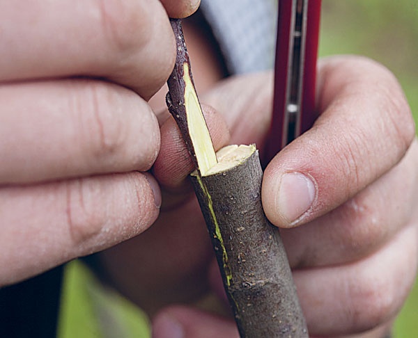 Иллюстрация к книге — Яблони и груши. Секреты урожая от Октябрины Ганичкиной [_24.jpg]