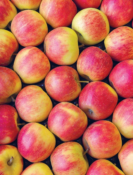 Иллюстрация к книге — Яблони и груши. Секреты урожая от Октябрины Ганичкиной [_36.jpg]