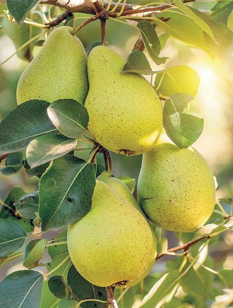 Иллюстрация к книге — Яблони и груши. Секреты урожая от Октябрины Ганичкиной [_38.jpg_0.jpg]