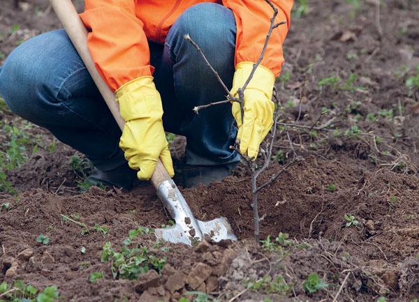 Иллюстрация к книге — Яблони и груши. Секреты урожая от Октябрины Ганичкиной [_42.jpg]