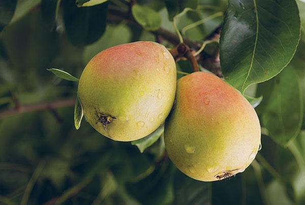 Иллюстрация к книге — Яблони и груши. Секреты урожая от Октябрины Ганичкиной [_47.jpg]