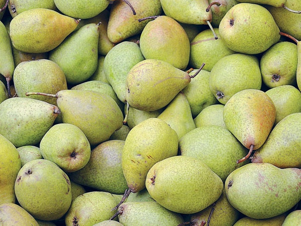 Иллюстрация к книге — Яблони и груши. Секреты урожая от Октябрины Ганичкиной [_48.jpg]