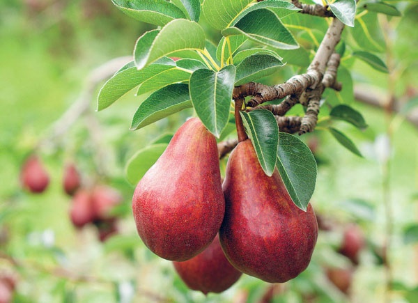 Иллюстрация к книге — Яблони и груши. Секреты урожая от Октябрины Ганичкиной [_51.jpg]